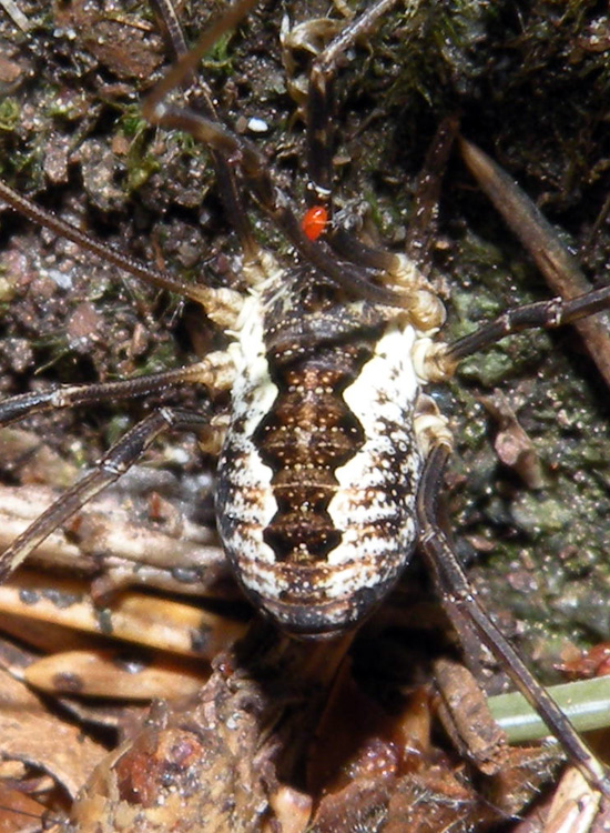 Opilioni della Val di Genova (TN): Mitopus morio ecc.